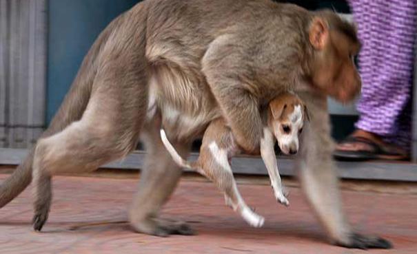 Mona conmueve a internautas tras adoptar cachorro abandonado en la calle 2