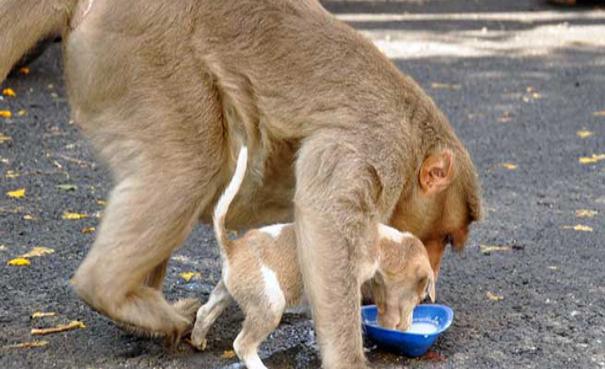 Mona conmueve a internautas tras adoptar cachorro abandonado en la calle 3