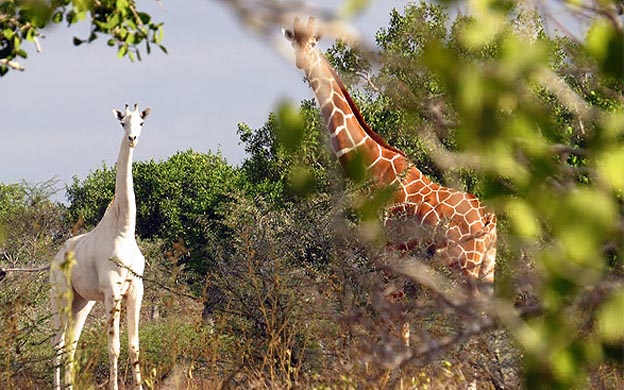 Fotógrafo logra retratar una rara jirafa blanca en Kenia