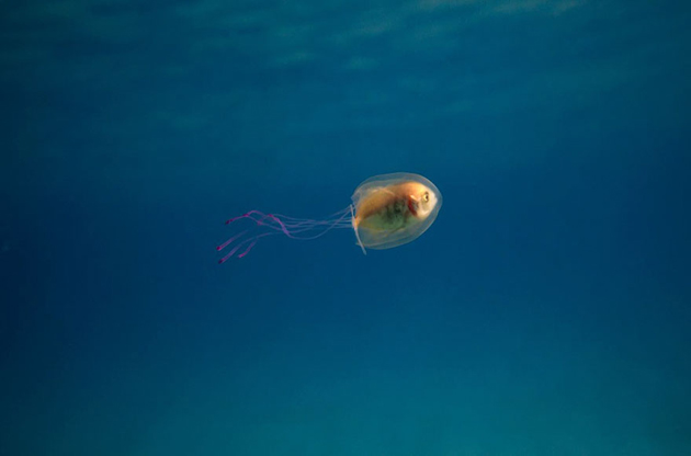 pez-atrapado-interior-medusa1
