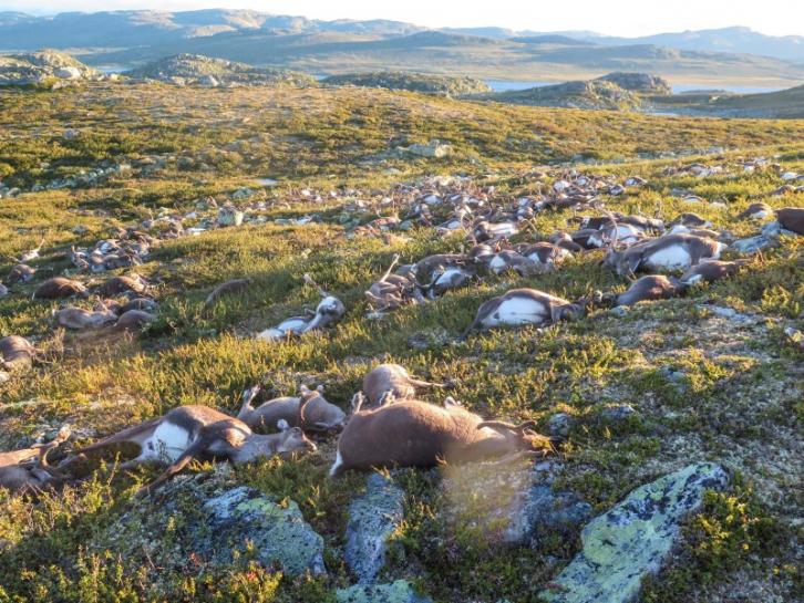 323 renos mueren alcanzados por un rayo en Noruega2