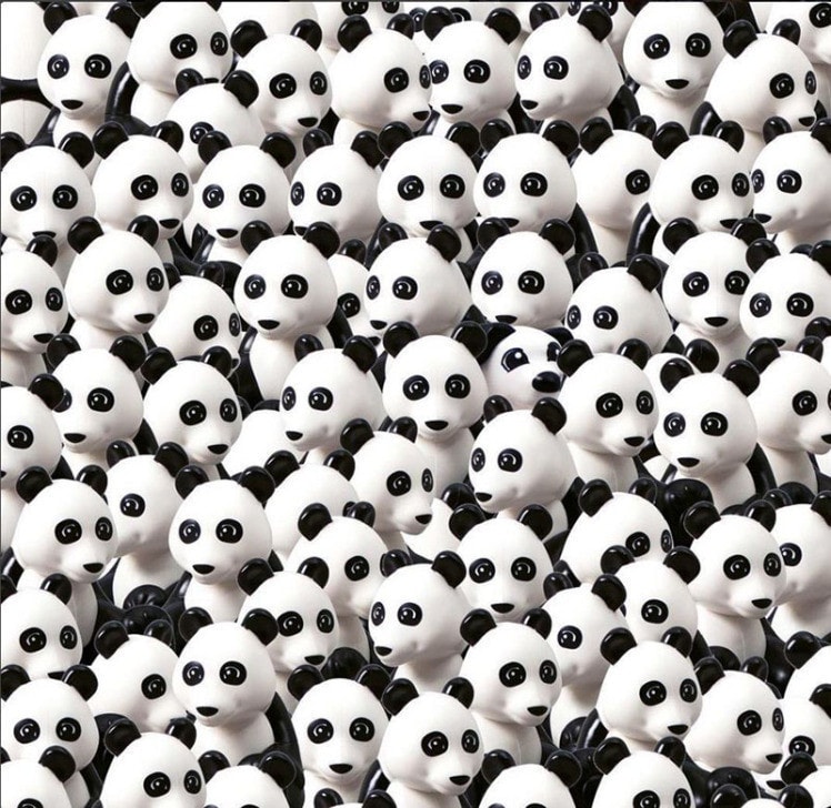 ¿Aceptas el reto? ¿Podrías ubicar en 8 segundos el perrito entre todos estos osos pandas?