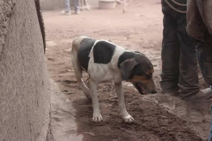 La triste historia del perrito que guió a los rescatistas donde estaban sus amos
