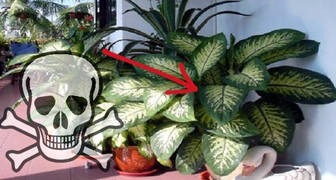 Esta planta en el hogar puede matar a un adulto