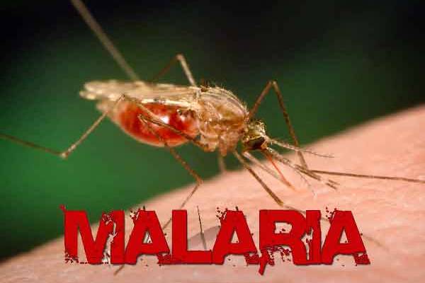 Denuncian que epidemia de malaria en Venezuela superará la cifra récord