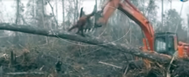 Un Orangután lucha contra la excavadora de taladores de árboles ilegales para proteger su bosque