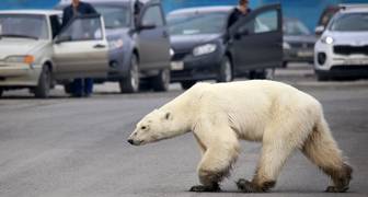 Osa polar perdida es llevada a zoo siberiano