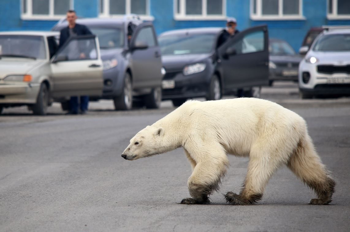 Osa polar perdida es llevada a zoo siberiano