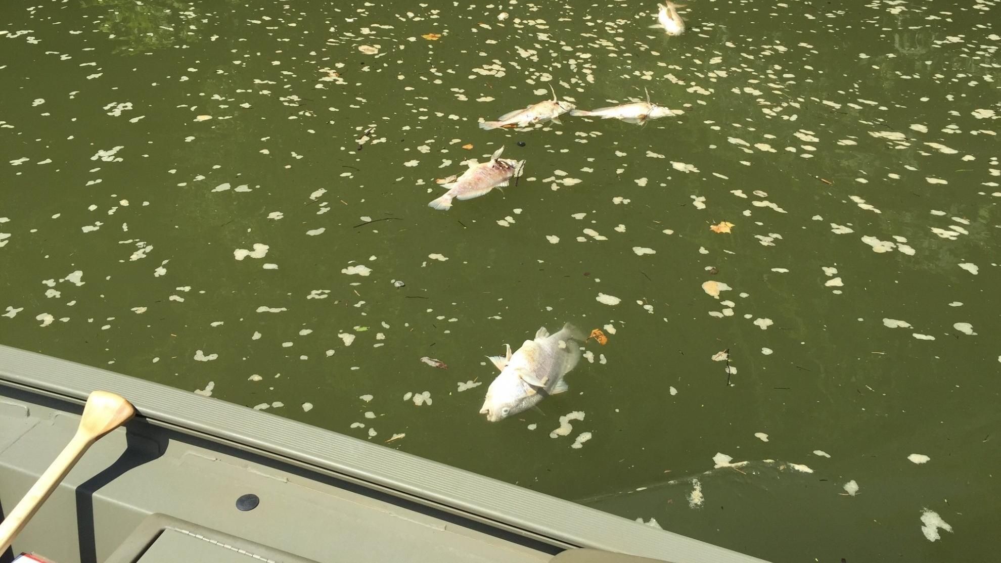 Miles de peces muertos en aguas del río Kentucky