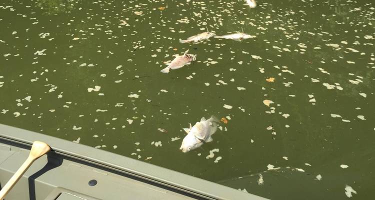 Miles de peces muertos en aguas del río Kentucky