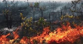 Se quema la Amazonía
