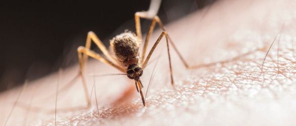 MALARIA EN VENEZUELA ESTADISTICAS DE LA OPS