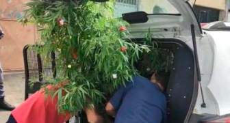 Árbol de Navidad de marihuana