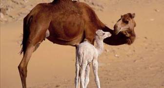 Australia matará 10mil camellos