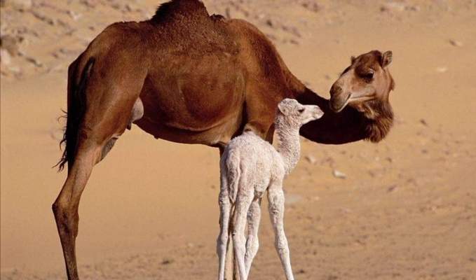 Australia matará 10mil camellos