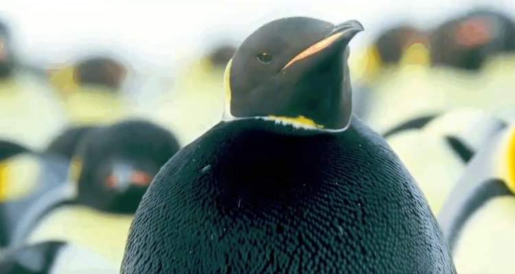 Un raro pinguino emperador negro