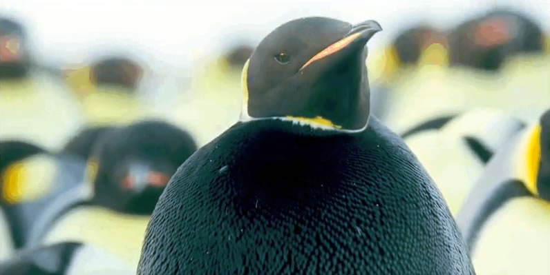 Un raro pinguino emperador negro