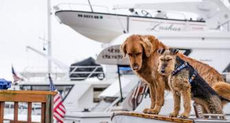 VIAJAR CON MASCOTAS A EEUU PERMISOS COMO HACERLO