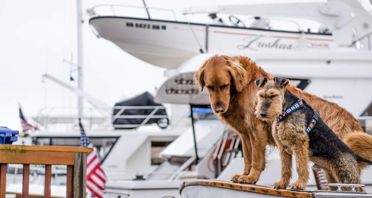 VIAJAR CON MASCOTAS A EEUU PERMISOS COMO HACERLO