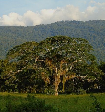 especies arbóreas de Venezuela están amenazadas de extinción