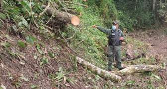 GNB-Miranda vuelve a frenar tala de árboles en San Pedro de los Altos