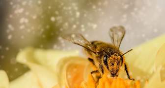 Polinización de las abejas