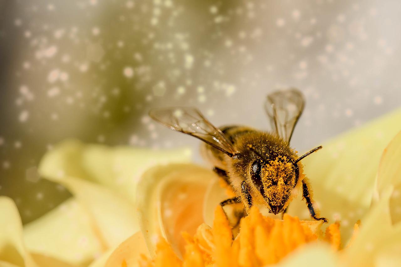 Polinización de las abejas