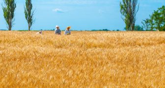 CRISIS MUNDIAL DE ALIMENTOS