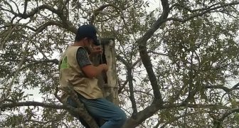 Ecoguardián Gabriel León, mientras repara nido artificial colocado por Provita para reproducción de la Cotorra Margariteña