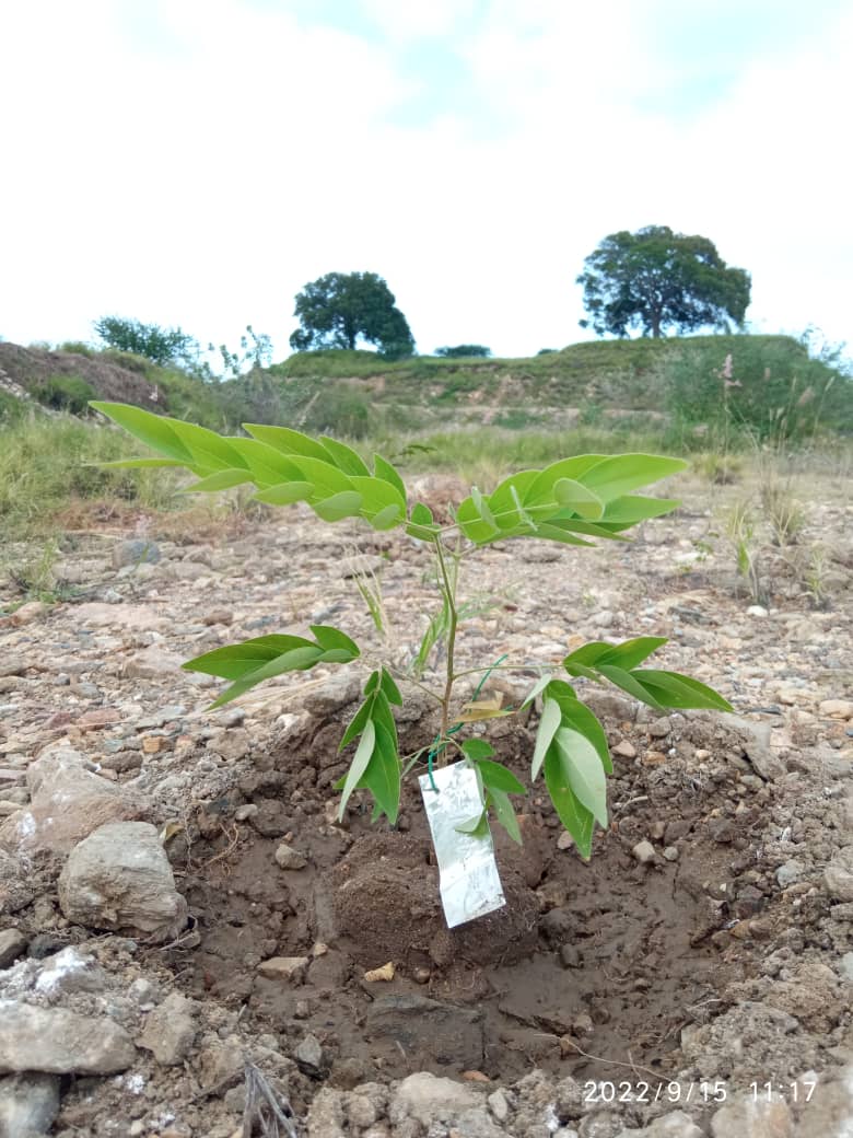 En 2022 se realizarán dos jornadas de plantación con el propósito de aprovechar los picos lluviosos para el fortalecimiento de las parcelas restauradas