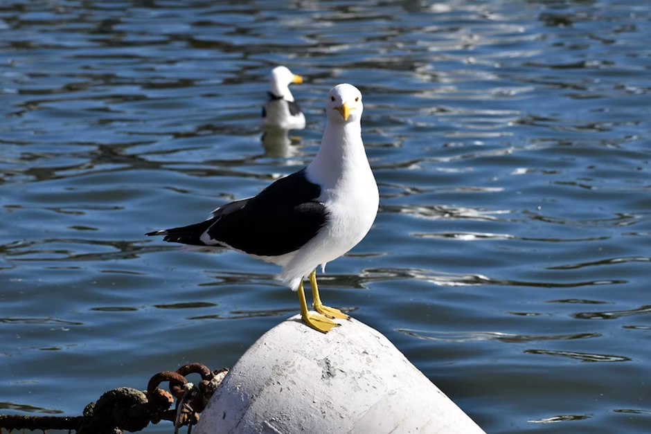 AVES MARINAS