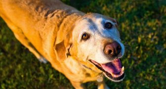 CANINOS SENIOR