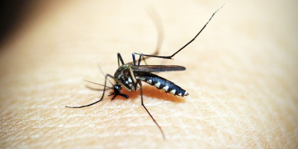 brotes de dengue de magnitud significativa en la Región de las Américas