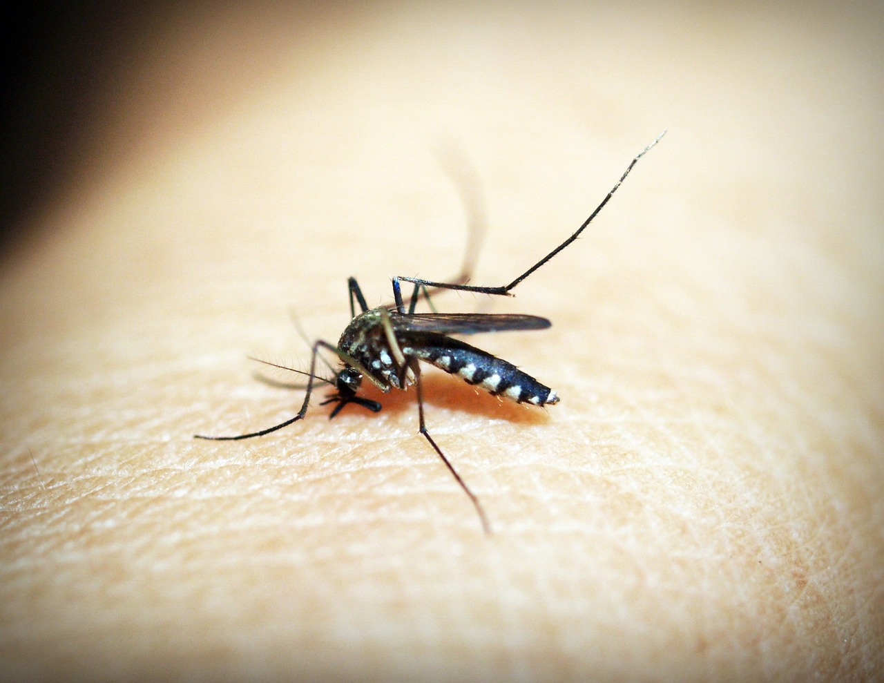 brotes de dengue de magnitud significativa en la Región de las Américas
