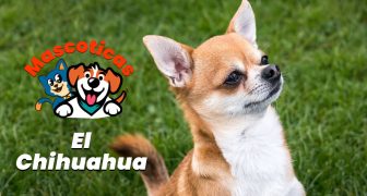 Razas de Perros Chihuahua