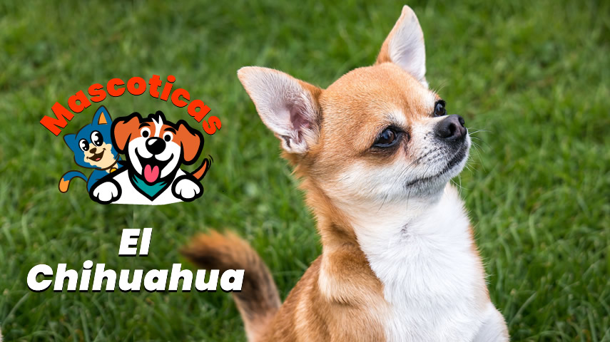 Razas de Perros Chihuahua