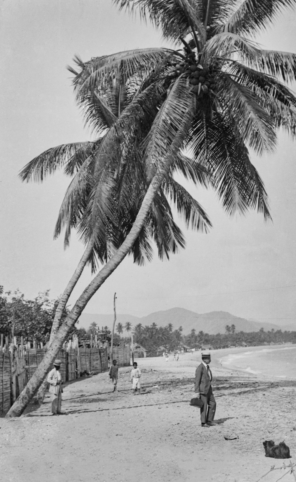 Playa con palmera