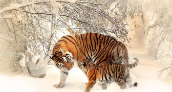 Qué significa soñar con Tigres