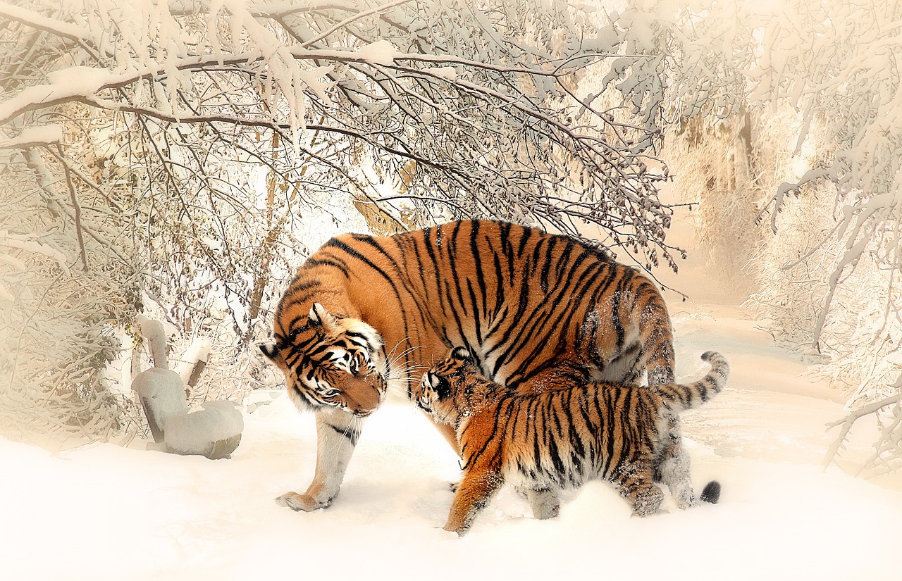 Qué significa soñar con Tigres