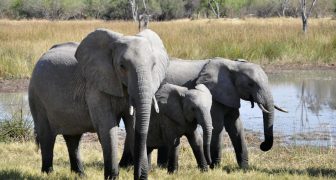 Soñar con Elefantes