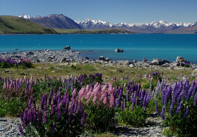 PAISAJE DE NUEVA ZELANDA