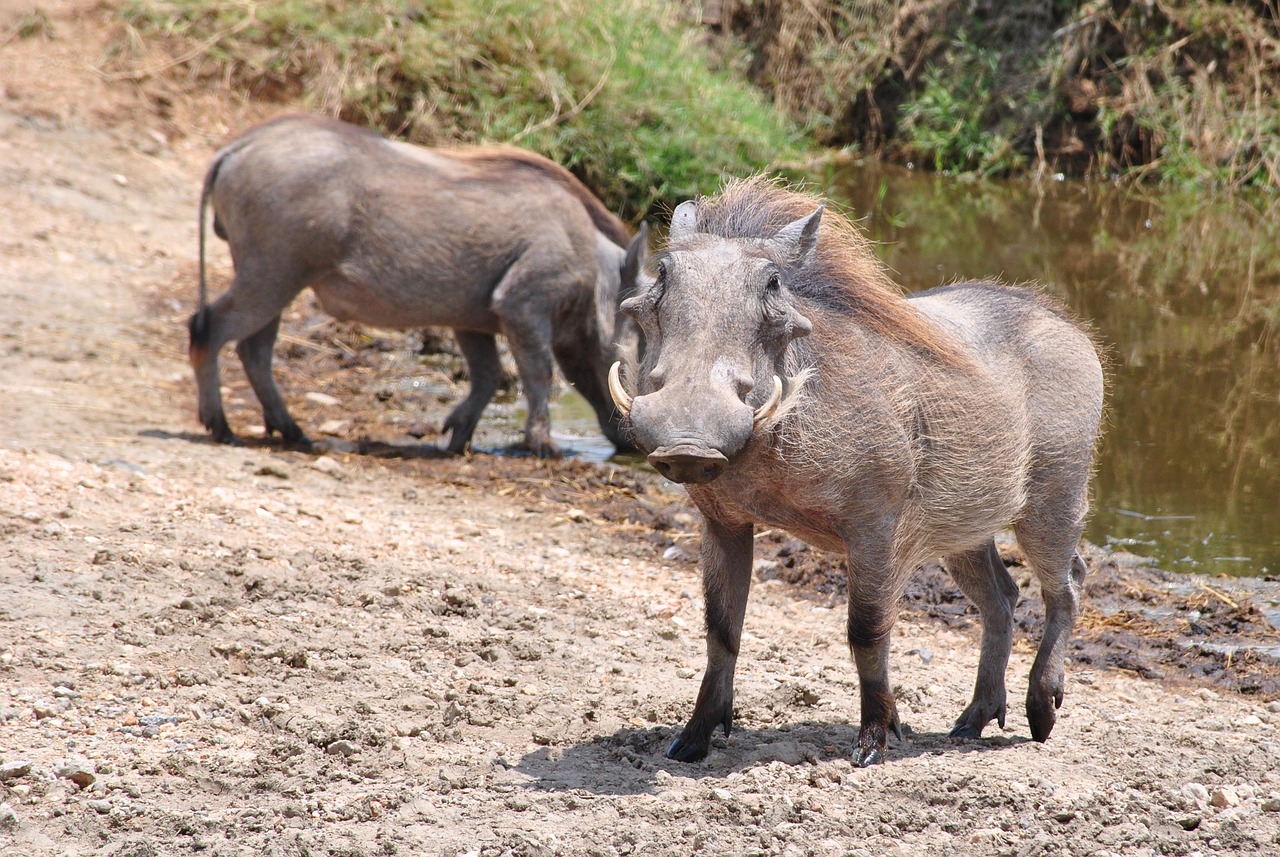 JABALIES Parque Nacional Serengeti