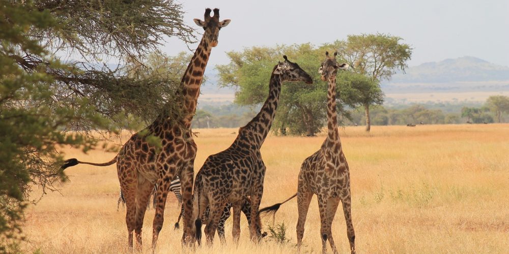 JIRAFAS Parque Nacional Serengeti