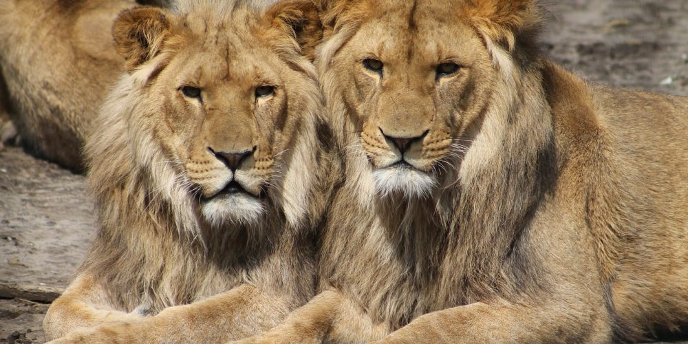 Qué significa Soñar con leones