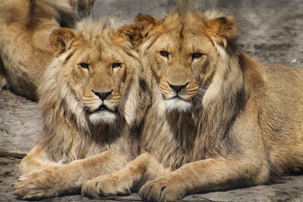 Qué significa Soñar con leones