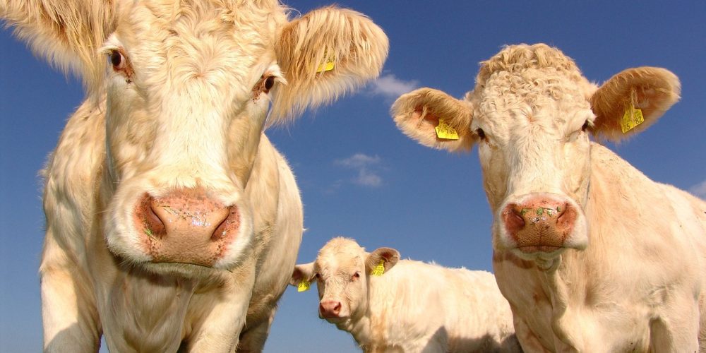 ¿Qué significa solar con Vacas