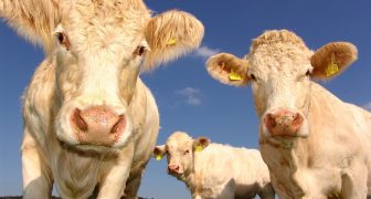 ¿Qué significa solar con Vacas