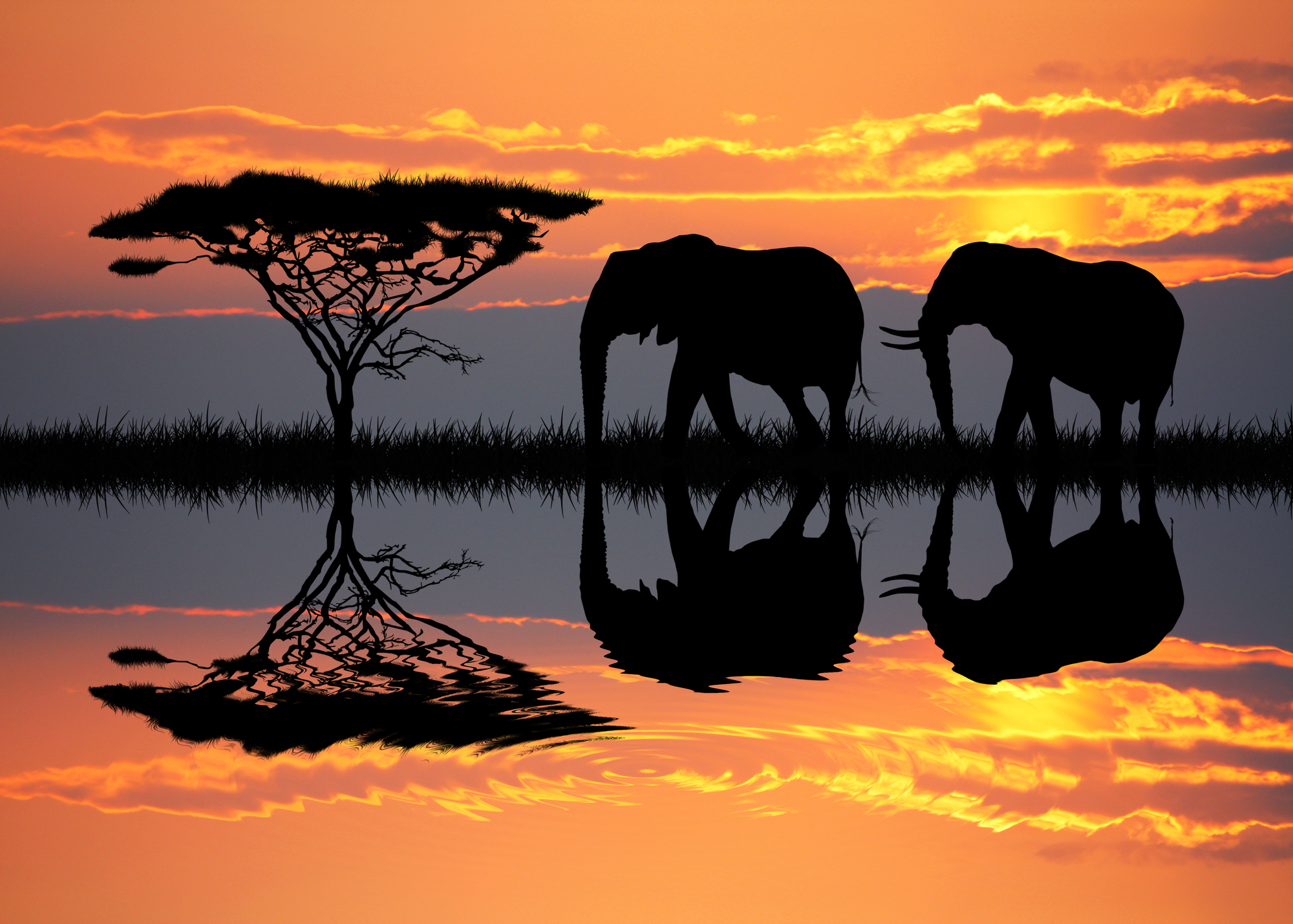 Elephants at sunset in Africa