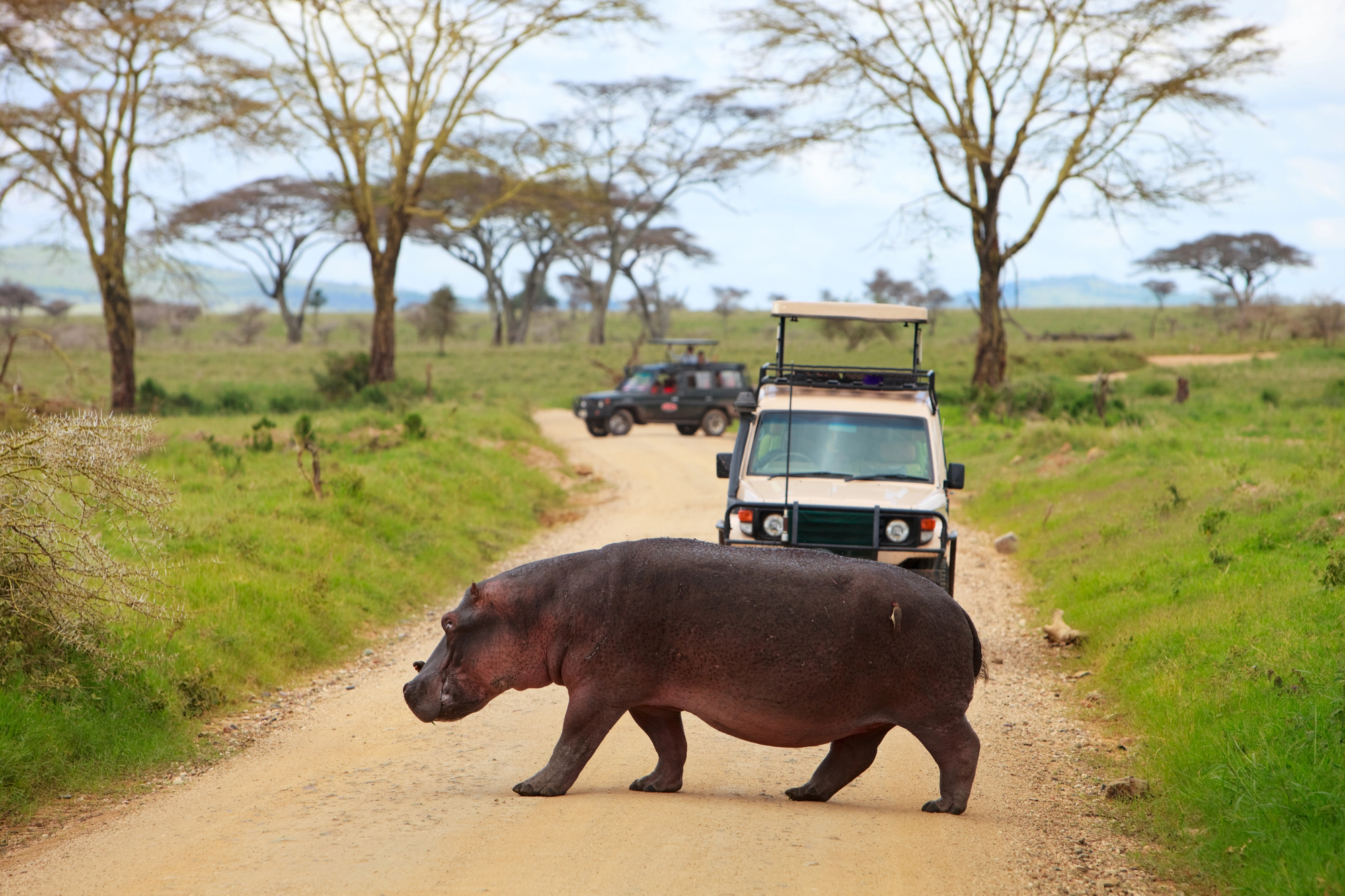 SAFARIS EN AFRICA