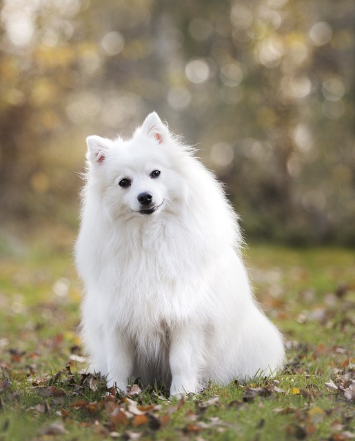 Soñar con un perro blanco